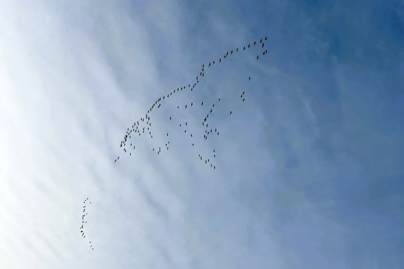 En stor fugleflok flyver på himlen i en form, der ligner et dyr, mod en baggrund af blå og skyet himmel.