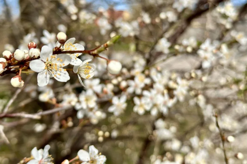 Nærbillede af hvide blomster på en gren med knopper og uskarp baggrund, der signalerer forår i naturen.
